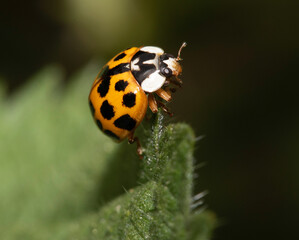 Close up of a UK British Ladybird or Ladybug Insect in the wild