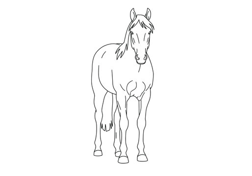 Front-facing horse drawing. It is a black and white outline image of a horse depicted from a front-facing perspective, showcasing its full body. Vector sketch line art draw.