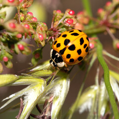 Close up of a UK British Ladybird or Ladybug Insect in the wild
