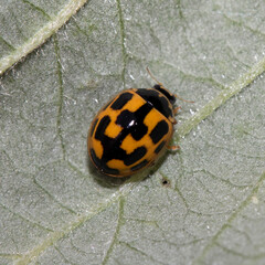 Close up of a UK British Ladybird or Ladybug Insect in the wild