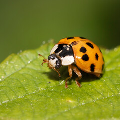 Close up of a UK British Ladybird or Ladybug Insect in the wild