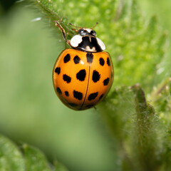 Close up of a UK British Ladybird or Ladybug Insect in the wild