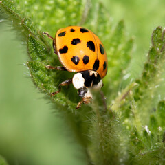 Close up of a UK British Ladybird or Ladybug Insect in the wild