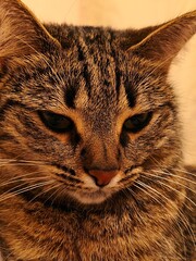 Genuine Tabby Cat Portrait, Close-up Natural Pet Photography