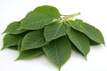 Obraz premium Arrangement of Fresh Green Leaves with Visible Veins on White Surface