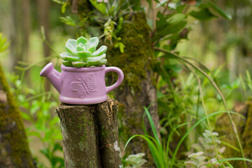 A charming succulent sits inside a small pink watering-can-shaped pot, blending cuteness with...