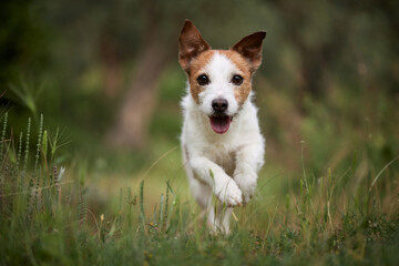 A Jack Russell Terrier runs toward the viewer through bright green grass, ears up and expression joyful. Trees blur in the background.