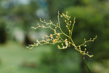 Tiny yellow orchid buds hang delicately, moments before blooming, glowing softly in the natural light with a promise of beauty.
