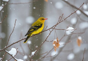 A vibrant yellow warbler perches on a snow-covered branch during a snowfall. 