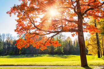 Autumn tree with red brown leaves and green grass in fall city park in sunny day. Autumn trees with golden leaves and sunlight.