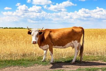 White and brown cow in golden wheat field against blue sky. Cow in field of wheat on sunny summer day.