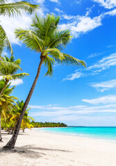 White sand beach with coconut palm trees and turquoise water of Caribbean sea shore on Saona island in Dominican Republic. Summer holiday beach concept.