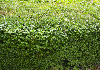 Vibrant green hedge lines a garden path filled with lush foliage and sunlight during a peaceful...