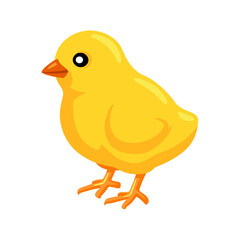 Baby Chick