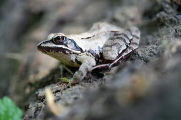 frog in the pond