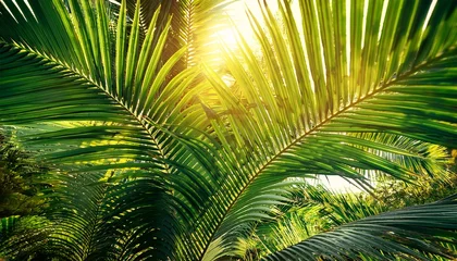 Selbstklebende Fototapeten lush green tropical palm leaves with sunlight shining through background © Raymond