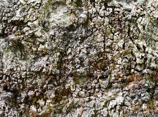 Close-up view of textured tree bark highlighting intricate patterns and earthy colors in a forest setting