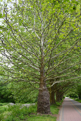Fototapeta premium Green leaves thrive on tall trees lining a peaceful path in nature during a sunny day