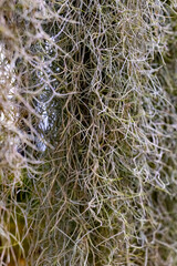 Spanish moss drapes gracefully over trees, creating a serene ambiance in a southern landscape during the golden hours of dusk