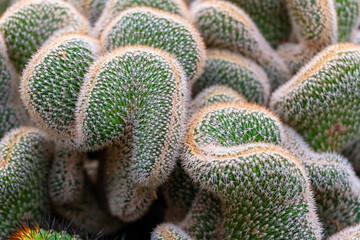 Intricate shapes of a cactus plant display vibrant colors in a natural garden under soft sunlight...