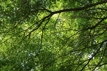 Beautiful fresh green leaves of Acer Palmatum, Japanese Maple tree in early summer. Trees with...