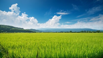 beautiful rice field landscape with blue sky and cloud