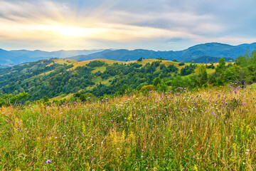 Wildflower Meadow Mountain Hills View