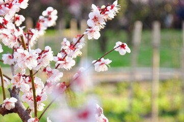 A close-up photograph of cherry blossoms, also known as Sakura in Japan.