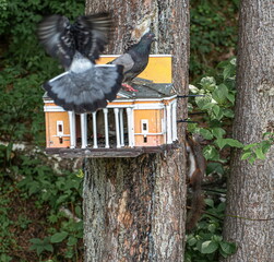 Bird house-bird feeder with pigeons and squirrel in the forest