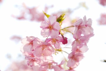Fototapeta premium A close-up photograph of cherry blossoms, also known as Sakura in Japan.