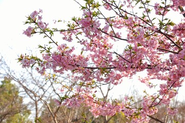Obraz premium A close-up photograph of cherry blossoms, also known as Sakura in Japan.