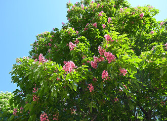 Beautiful flowering tree with bright pink blossoms under blue sky during daytime