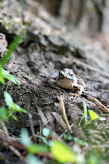 frog in the mud