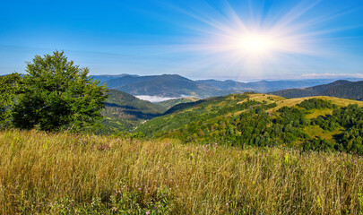 Wildflower Meadow Mountain Hills View