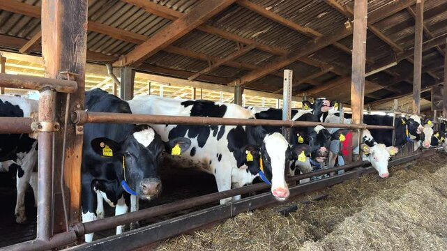many black and coloured cattle stand in the barn and eat