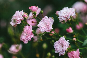 pink roses, garden roses, blooming flowers, soft petals, romantic roses, floral macro, delicate bloom, rose bouquet, garden blossoms, rose bush, summer flowers, gentle beauty, pink blossoms, close-up 