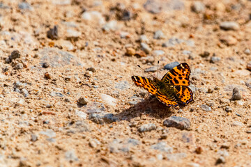 Araschnia levana, map butterfly, on a sunny spring day