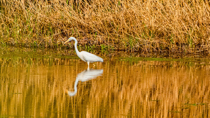 Ardea alba, great egret, with reflections in a pond on a sunny spring day