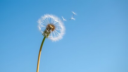 Flowers , Nature , Butterfly , Hydrangea , Daisy , Firefly , Night , Moon