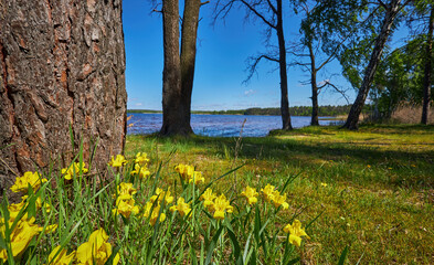 Yellow flowers and tree trunks by the lakeshore on a sunny spring day