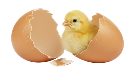 Isolated Newborn Chick Hatching from Egg Delicate
