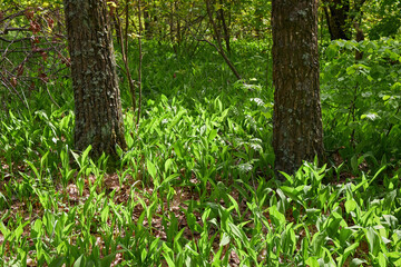 Young Green Allium Shoots Sprouting