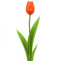 Single Orange Tulip with Green Leaves on White Background