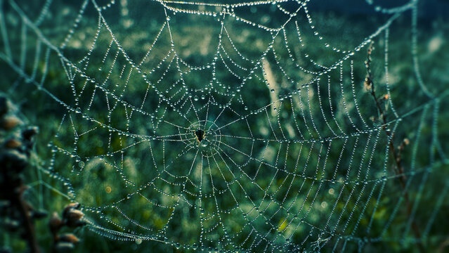 Spider web hanging on the grass and glowing in the morning light. Selective focus on the web. Natural background template.