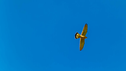 Falco tinnunculus, common kestrel, in flight in front of a blue sky on a sunny spring day