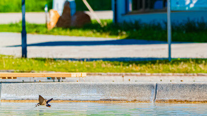 Hirundo rustica, barn swallow, on the hunt for insects near a fountain on a sunny spring day at Bad Griesbach im Rottal, Passau, Bavaria, Germany
