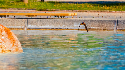Hirundo rustica, barn swallow, on the hunt for insects near a fountain on a sunny spring day at Bad Griesbach im Rottal, Passau, Bavaria, Germany
