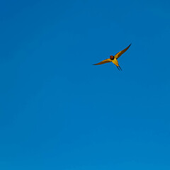Hirundo rustica, barn swallow, on the hunt for insects near a fountain on a sunny spring day at Bad Griesbach im Rottal, Passau, Bavaria, Germany
