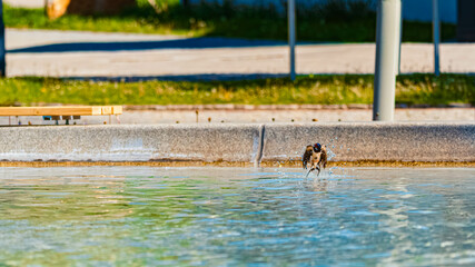 Hirundo rustica, barn swallow, on the hunt for insects near a fountain on a sunny spring day at Bad Griesbach im Rottal, Passau, Bavaria, Germany