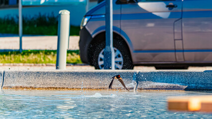 Hirundo rustica, barn swallow, on the hunt for insects near a fountain on a sunny spring day at Bad Griesbach im Rottal, Passau, Bavaria, Germany